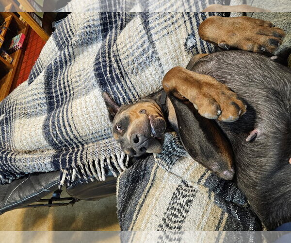 Medium Photo #15 Doberman Pinscher Puppy For Sale in Minneaoplis, MN, USA