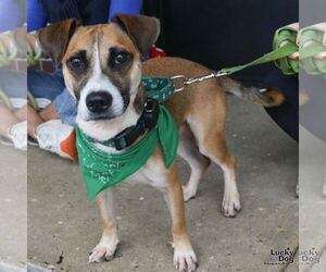 Roper - Male Jack-A-Bee Dog for Adoption - Photo #2