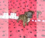 Small Photo #2 Poodle (Toy) Puppy For Sale in LAPEER, MI, USA