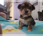 Small Photo #10 Yorkshire Terrier Puppy For Sale in KUNA, ID, USA