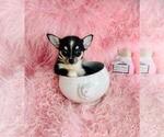 Small #5 Chihuahua