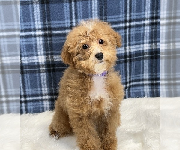 Medium Photo #2 Poodle (Miniature) Puppy For Sale in DUNDEE, OH, USA