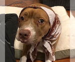 Small #1 American Staffordshire Terrier Mix