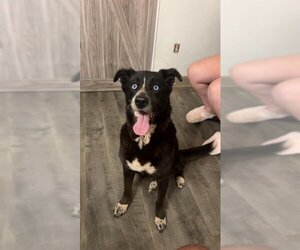 Labrador Retriever-Siberian Husky Mix Dogs for adoption in Charlotte, NC, USA