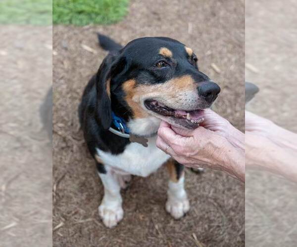 Medium Photo #2 Bagle Hound Puppy For Sale in Kennesaw, GA, USA