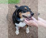 Small #1 Bagle Hound