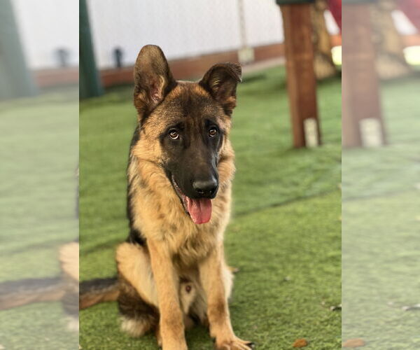Medium Photo #2 German Shepherd Dog Puppy For Sale in San Diego, CA, USA