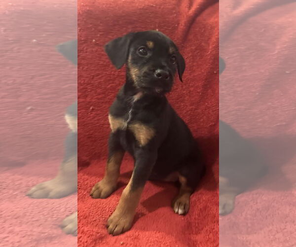 Medium Photo #2 Doberman Pinscher-Unknown Mix Puppy For Sale in Pottstown, PA, USA