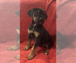 Small #1 Doberman Pinscher Mix