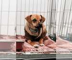 Small #3 Chihuahua Mix