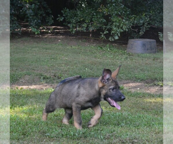 Medium Photo #9 German Shepherd Dog Puppy For Sale in POWDER SPRINGS, GA, USA