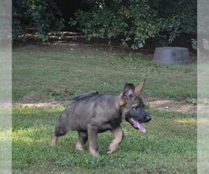 Medium German Shepherd Dog