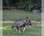 Puppy Puppy 3 German Shepherd Dog