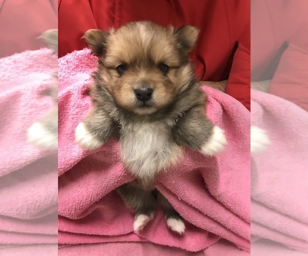 Medium Photo #5 Pomeranian Puppy For Sale in DIXON, MO, USA