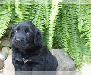 Golden Mountain Dog Puppy for sale in NEW HAVEN, IN, USA