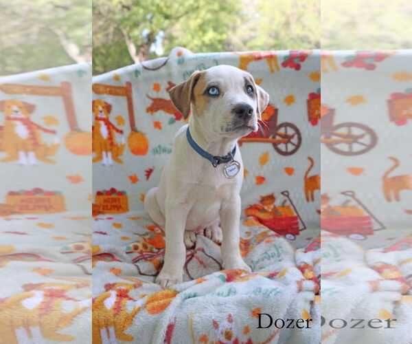 Medium Photo #2 American Pit Bull Terrier-Unknown Mix Puppy For Sale in Wakefield, RI, USA