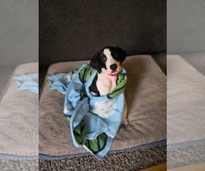 Great Dane Dogs for adoption in Buffalo, MN, USA