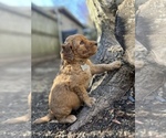 Small Photo #2 Goldendoodle Puppy For Sale in FALL RIVER, MA, USA