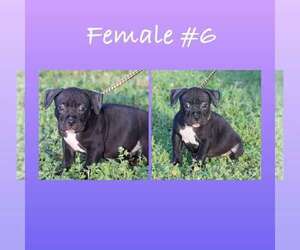 American Bully Puppy for sale in CLARKSVILLE, AR, USA
