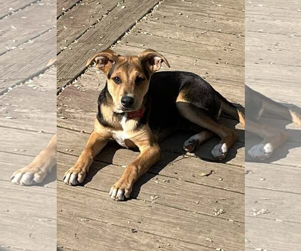 Medium Photo #4 Mutt Puppy For Sale in Mount Laurel, NJ, USA
