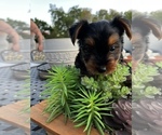 Small Photo #8 Yorkshire Terrier Puppy For Sale in FORT WORTH, TX, USA