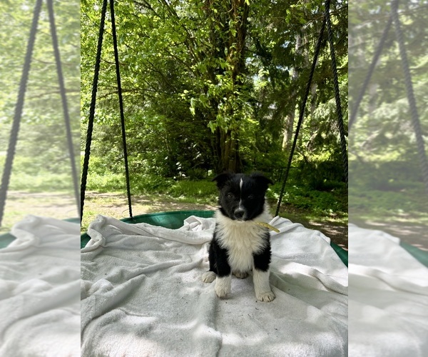 Medium Photo #4 Border-Aussie Puppy For Sale in ENUMCLAW, WA, USA