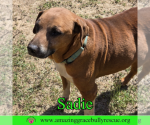 Labrador Retriever-Unknown Mix Dogs for adoption in Pensacola, FL, USA