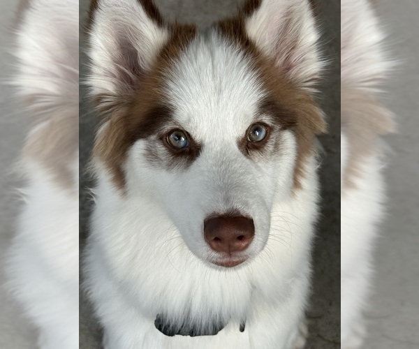 Medium Photo #1 Pomsky Puppy For Sale in KISSIMMEE, FL, USA
