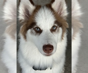 Pomsky Puppy for Sale in KISSIMMEE, Florida USA