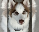 Small Photo #1 Pomsky Puppy For Sale in KISSIMMEE, FL, USA