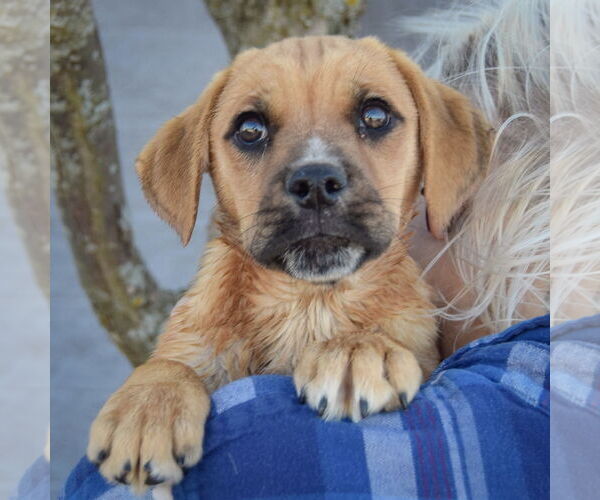 Medium Photo #5 Boxer-Unknown Mix Puppy For Sale in Huntley, IL, USA