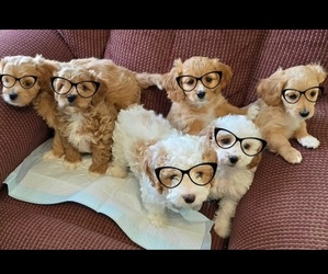 Cavapoo Litter for sale in BATESVILLE, IN, USA