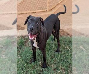 Labrador Retriever-Unknown Mix Dogs for adoption in Plano, TX, USA