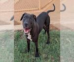 Small Labrador Retriever Mix