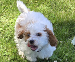 Small Photo #23 Cavapoo Puppy For Sale in BATESVILLE, IN, USA