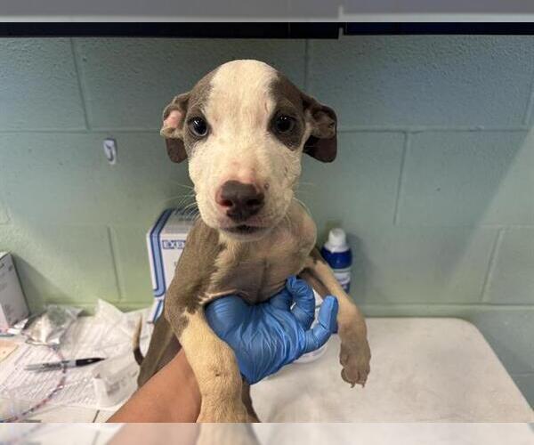 Medium Photo #1 American Pit Bull Terrier-Unknown Mix Puppy For Sale in Grand Prairie, TX, USA