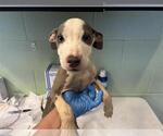 METRO MAN - Male American Pit Bull Terrier-Unknown Mix Dog for Adoption - Small photo