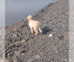 Small Photo #4 Goldendoodle Puppy For Sale in HERNDON, PA, USA