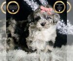 Puppy Precious F1 Maltipoo