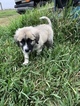 Small Photo #9 Anatolian Shepherd-Great Pyrenees Mix Puppy For Sale in ROBSTOWN, TX, USA