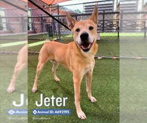 Labrador Retriever-Unknown Mix Dogs for adoption in San Antonio, TX, USA