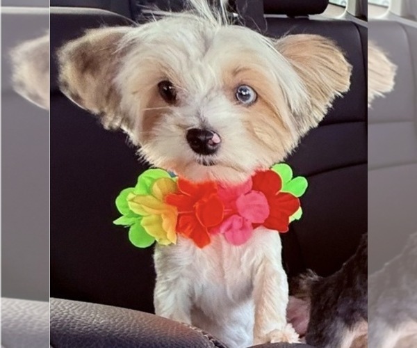 Medium Photo #1 Yorkshire Terrier Puppy For Sale in CONVERSE, TX, USA