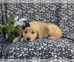 Small Photo #3 Golden Retriever Puppy For Sale in NEW PROVIDENCE, PA, USA