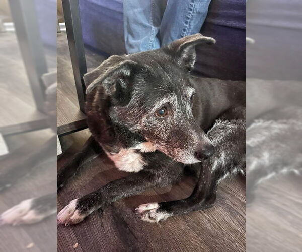 Medium Photo #1 Border Collie-Unknown Mix Puppy For Sale in Louisville, KY, USA