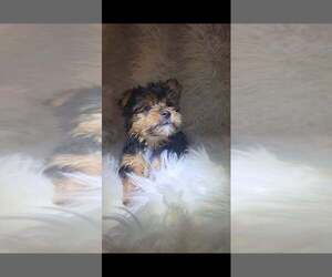 Yorkshire Terrier Puppy for Sale in PRESCOTT VALLEY, Arizona USA