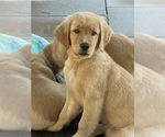 Small Photo #12 Golden Retriever Puppy For Sale in IRWIN, PA, USA