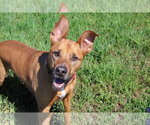 Small #2 American Pit Bull Terrier-German Shepherd Dog Mix