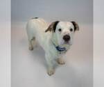 Small #2 Colonial Cocker Spaniel Mix