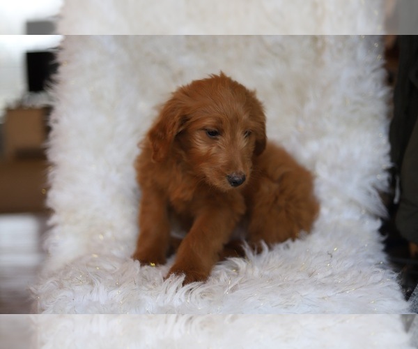 Medium Photo #5 Goldendoodle-Poodle (Standard) Mix Puppy For Sale in NORTH VERNON, IN, USA