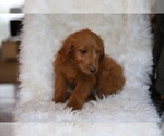 Small Photo #5 Goldendoodle-Poodle (Standard) Mix Puppy For Sale in NORTH VERNON, IN, USA